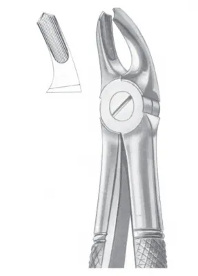 Fig. 39A upper molars for children 